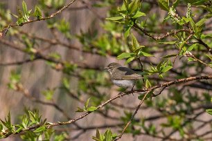Busksångare (Blyth´s reed warbler) (2)