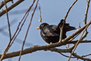 Koltrast (Common blackbird) i Kåseberga