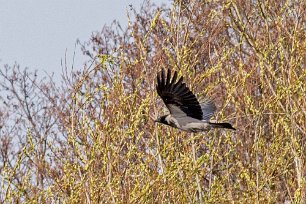 Kråka (Hooded crow) flyger förbi Munkamöllan