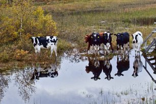 Kor intill bron vid Vikarsjön
