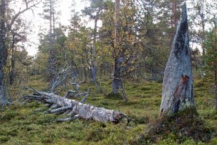 Död skog i Långfjällets naturtres