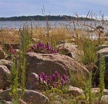 Fackelblomster och strandstarr vid Gnarpskatens naturreservat