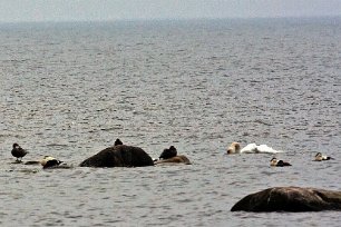 Sjöfågelmöte utanför Ölands södra
