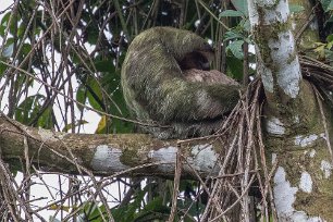 Brown-throated Three-toed Sloth Brown-throated Three-toed Sloth med unge i i Las Selva.