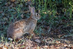 Hare i Ensenada Eastern Cottontail, skogshare, i trädgården i Esenada Lodge.