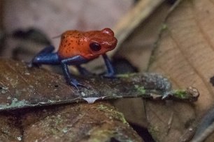 Strawberry poison dart frog Pilgiftgroda längs vägen i La Selva.