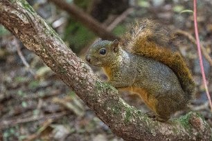 Red-tailed squirrel