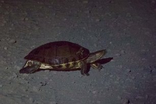 Sköldpadda Sköldpadda på vägen till Cano Negro nationalpark.