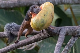 Variegated Squirrel Variegated Squirrel attackerar melon i Cano Negro nationalpark.