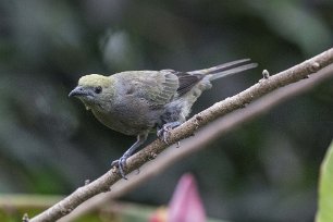 Palm Tanager Palm Tanager i Chinchona