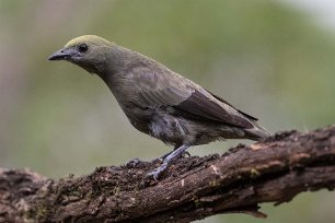 Palm Tanager 170124209