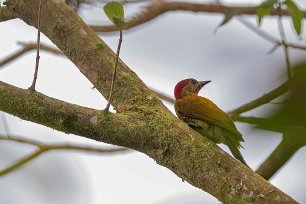 Rufous-winged Woodpecker Rufoues-winged Woodpecker i Chinchona