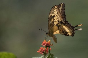 Papillio thoas vid Cerro Loidge Papilio thoas, även kallad Thoas swallowtail, tillhör familjen Papilionidae. Plåtad vid Cerro Lodge.