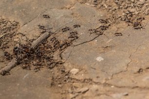 Vandrarmyror Vandrarmyror på vägen ovan Coto Brus cam. Som de flesta myror är vandringsmyrorna rovdjur, och på sin jakt efter föda attackerar de alla djur som kommer i deras...