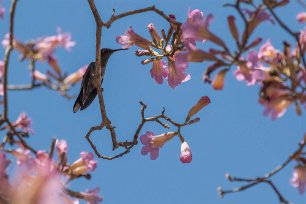 Kolibri Kolibri i Colorado
