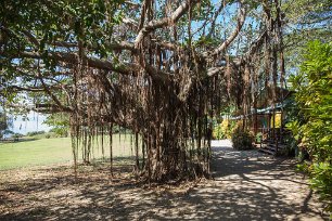 Ficusträd Ficusträd (Ficus goldmanii) med luftrötter vid Ensenada Lodge.