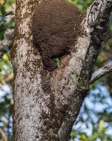 Papegojbo i termitstack Papegojan slank in (utom stjärtfjädrarna )i termitstacken vid Tarcoles River just som fotografen skulle plåtafågeln.