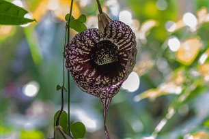 Pelikanpipranka Pelikanpipranka (Aristolochia grandiflora) i Carara nationalpark, Costa Rica. De jättelika spektakulärt vackert mönstrade blommorna har en för människor mycket...