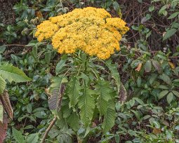 Senecio cooperi, korsört Senecio cooperi (tillhör familjen Asteraceae, solrosor, närmast släkt med korsört) efter vägen mot dalgången San Gerardo de Dota.