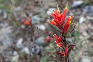 Snyltrot Växtprakt 3400 m ö h på Cerro de la Muerte – Castilleja quirosii, en snyltrotsväxtart som i ingår i släktet målarborstar, och familjen snyltrotsväxter...