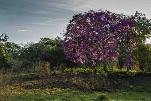 Savann-Oak i Ensenada Morgonsol genom Savann-ek i Ensenada.