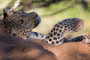 Leopard Leopard, hona 2 år gammal, i Okonjima naturreservat.