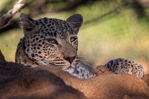 Leopard Leopard, hona 2 år gammal, i Okonjima naturreservat.