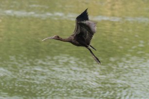Bronsibis Bronsibis (Plegadis falcinellus) över våtmark utanför Lago. En våtmarkslevande fågel och den geografiskt mest spridda arten inom familjen ibisfåglar....