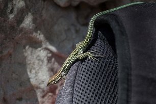 Tyrrensk murödla Tyrrensk murödla, Tyrrhenian lizard (Podarcis tiliguerta) på Kristinas ryggsäck i floddalen Gorroppu.