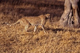9710 Tanzania Gepard