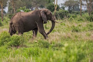 Elefant i Mikumi np, Tanzania