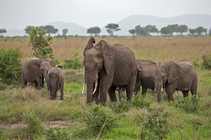 Elefanter i Mikumi np, Tanzania Savannelefant eller stäppelefant (Loxodonta africana) är en art i släktet afrikanska elefanter och världens största landdjur. På grund av jakten efter elfenben...
