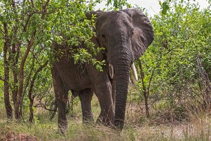 Elefant i Ruaha np i Tanzania Gammal ensam elefanthanne