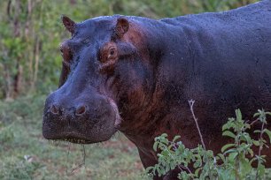 Flodhäst i Ruaha np, Tanzania Flodhäst (Hippopotamus amphibius blir 3–4,2 m lång och 1,6 m hög. Den väger 1500–3200 kg och är därmed världens fjärde tyngsta landlevande däggdjur, efter de...