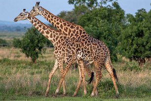 Giraffuppvaktning i Mikumi nationalpark, Tanzania Giraffparning på gång i Mikumi nationalpark, Tanzania