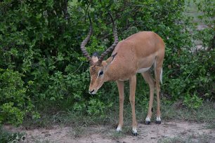 Impala i Mikumi np, Tanzania