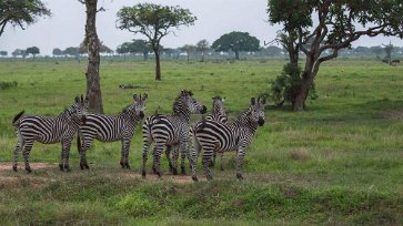 Stäppzebra i Mikumi np, Tanzania Stäppzebra (Equus quagga), även vanlig zebra, tillör familjen hästdjur (Equidae) och ordningen uddatåiga hovdjur (Perissodactyla). Dessa djur är mycket sociala...