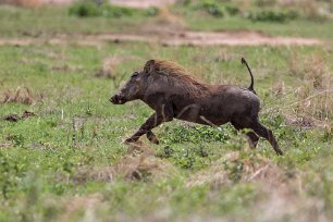Vårtsvin i Ruaha np, Tanzania Vårtsvin (Phacochoerus africanus) är ett klöv- och svindjur med vårtigt huvud och uppåtstående, ibland 60 centimeter långa betar (överkäkens hörntänder)....