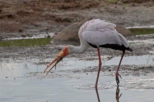 Afrikansk ibisstork i Ruhahafloden, Tanzania Afrikansk ibisstork (Mycteria ibis) är en mellanstor stork som lever i Afrika. Denna mellanstora vita stork mäter i snitt 95 till 105 cm på längden och har ett...