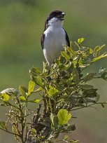 Långstjärtad fiskaltörnskata i Mikumi nationalkpark, Tanzania Långstjärtad fiskaltörnskata (Lanius cabanisi) är en fågel i familjen törnskator (Laniidae). Den är nära släkt med den mera vanliga gråryggade törnskatan...