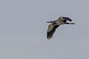 Svarthuvad häger i Mikumi nationalpark, Tanzania Svarthuvad häger (Ardea melanocephala) tillhör familjen hägrar inom ordningen pelikanfåglar. Fågeln förekommer på gräsmarker och savann i Afrika södra om...