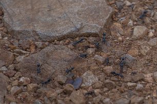 Vandrarmyror i Mikumi np, Tanzania Vandrarmyror, vandringsmyror, är en typ av myror. De utgör inte en naturlig enhetlig grupp, utan flera oberoende grupper av myror – oftast arter inom...