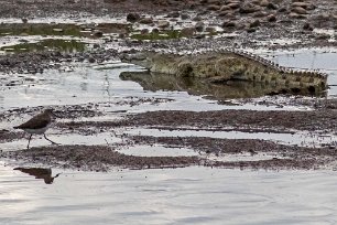 Drillsnäppa och krokodil vid Ruahafloden