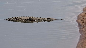 Krokodil nedanför Ruaha River-bron
