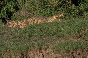 Krokodil i Mikumi nationalpark, Tanzania Solvarm krokodil vid flodhästdammen