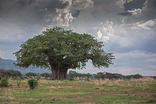 Apbrödsträd i Ruaha nationalpark Baobab eller apbrödsträdet (Adansonia digitata) är en av de åtta arterna inom växtsläktet baobabträd, inom familjen malvaväxter. Det är ett karaktärsträd på den...