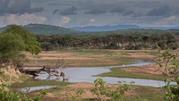 Ruaha nationalpark i Tanzania