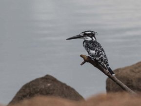 Fåglar i Tanzania