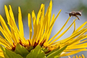 Blomfluga mot Ålandsrot Ålandsroten härstammar från Medelhavsområdet och användes där som läkeväxt redan för flera tusen år sedan. I Sverige odlar vi den idag som prydnadsväxt, men i...