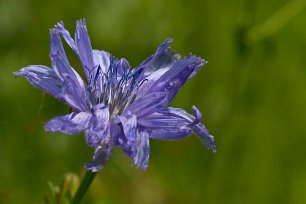 Cikoria (Cichorium intybus) Cikoria eller vägvårda, i Skåne dialektalt blåbinkegräs och blåblinka, (Cichorium intybus) är en flerårig ört i familjen korgblommiga växter med ljusblå...